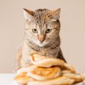 猫が『人間の食べものを欲しがる』ときの気持ち3つ！