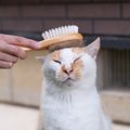 もう猫の『抜け毛掃除』で悩まない！掃除のコツと対策4つ
