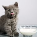 ミルクは卒業！生後１ヶ月の子猫の育て方～離乳食編～