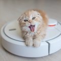猫のいる家で『ロボット掃除機』を使う時の注意点５つ