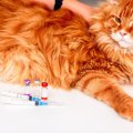 知らないと怖い！猫の寿命を縮める『悪質なウイルス』6つと予防策