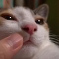 お鼻をこちょこちょ！顔面を触られてもうっとりな表情の猫さんに癒や…