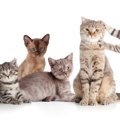 小型の猫の様々な種類とその平均サイズ