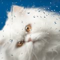 猫が『雨の日』によく鳴く・暴れる５つの理由と対処法