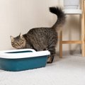 猫に多い『膀胱炎』気になる症状や治療法、再発させないための予防法を解説