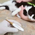 猫の『平熱』は何度？緊急時の正しい熱の測り方と体温から見極める受…