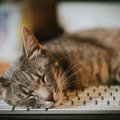 良質な睡眠は猫の健康を左右する！猫が『熟睡』しやすくなる環境4つ