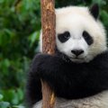 パンダはなぜ漢字で大熊「猫」？その由来と、猫との意外な共通点7つ
