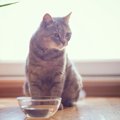 愛猫が『水を飲まない』ときの対処法4つ　考えられる原因や放置するデ…