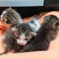 危険な倉庫で生まれた子猫3匹。倉庫スタッフの尽力で救われた命