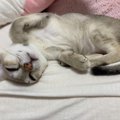 猫が寝ない…瞬く間に寝かせる5つのコツ