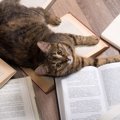 猫関連の英語、どれだけ知ってる？自慢できちゃう猫英語特集！！