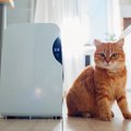 猫がいる部屋に『空気清浄機』があったほうがいい4つの理由　使用する…
