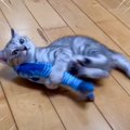 『オラァ！』おてんば子猫 VS７つのおもちゃ　お気に入り決定戦を開催…