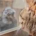 猫が窓を見ていると『カラスの子供』が降ってきて…思いもよらない勘違…