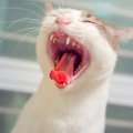 猫の『口臭がきつくなる』5つの考えられる原因　口腔トラブル以外の病気の…