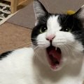 猫は用件によって鳴き声を変えてる！5つの鳴き方とその意味