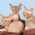『個性的な容姿を持つ猫』4種！その特徴や性格・ルーツを紹介