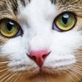 腎臓が悪い猫には目の障害に注意！Twitterで話題の「ウチの猫の失明」