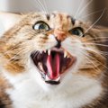 猫が『突然怒り出すとき』の原因5つと対処法
