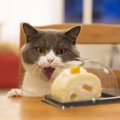 猫が飼い主の食べ物を欲しがる心理３選！やめてもらうための対策は？
