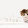 なぜ猫は「電気コード」を噛みたがるのか？考えられる原因3つと、阻止…