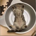 ねこ鍋で『ばんざ〜い』へそ天する子猫♡可愛すぎて悶絶必至