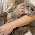 『コアラみたい！』抱っこすると腕をぎゅっとする猫ちゃん「たまらな…