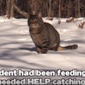 マイナス28℃の極寒の中、置き去りにされた猫たちを救助！