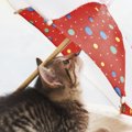 猫柄の傘がかわいい！梅雨の時期にも使いたいおすすめ商品7選