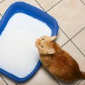 猫が『トイレ掃除』の様子をじっと見る時の心理4つ