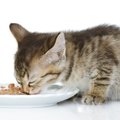 猫の食べ物アレルギーの症状と対処について