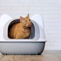 猫トイレがクサいときに実践したい『ニオイ対策』3つ　ひと手間かけて…