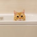 『お風呂が嫌いな猫』の気持ち3つ