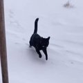 猫『さむさむさむっ！』大雪のなかダッシュで帰宅する姿が可愛すぎる…