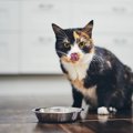 猫の必須アミノ酸『タウリン』とは？不足する原因や危険な病気・予防…