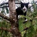 「弟を守る！」と後を追って木に登った兄猫。揃って木の上で立ち往生