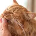 猫が『心を許している時』の行動6選！それぞれの意味や表情にも注目♡