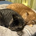 猫も同居すると似る…？仲良しな2匹の寝姿に「見事なシンクロ」3.6万い…