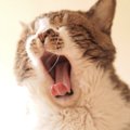 猫があくびをする時声が出ちゃうのはどうして？５つの心理