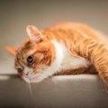 愛猫の『免疫力が低い』ときの3つの特徴　回復させるためにできることも