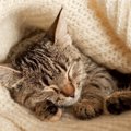 愛猫の『寝姿』からわかる性格分析4選　仰向けやまん丸…ポーズからわ…