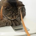 猫のダイエットを成功させる方法４つ！食事やおもちゃ、肥満の予防まで