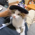 ヤンチャな子猫に『帽子を載せてみた』結果…あまりに可愛すぎる姿が5…