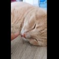 飼い主さんに舌を触られ『安眠妨害される猫』にツイッター民ほっこり♡