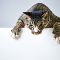 猫が脱水症状を起こす5つの原因とその対策