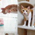 保護施設で出会った2匹の猫……初対面で見せた驚きの行動とは？