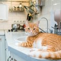 猫はなぜ「キッチンが好き」なのか？3つの理由と入ってほしくないとき…