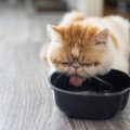 猫が一日に必要な水分量は？