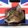 イギリスの猫種８選と暮らし方